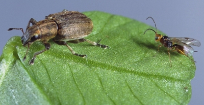 A clover root weevil, left, is approached by a parasitic wasp.